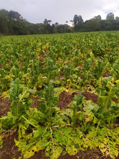 Intensa chuva de granizo surpreende moradores de Virmond e regiÃ£o